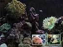 Aquarium Scenes Screenshot